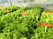 Cải tạo cát san hô ở các đảo xa bờ thành đất trồng rau